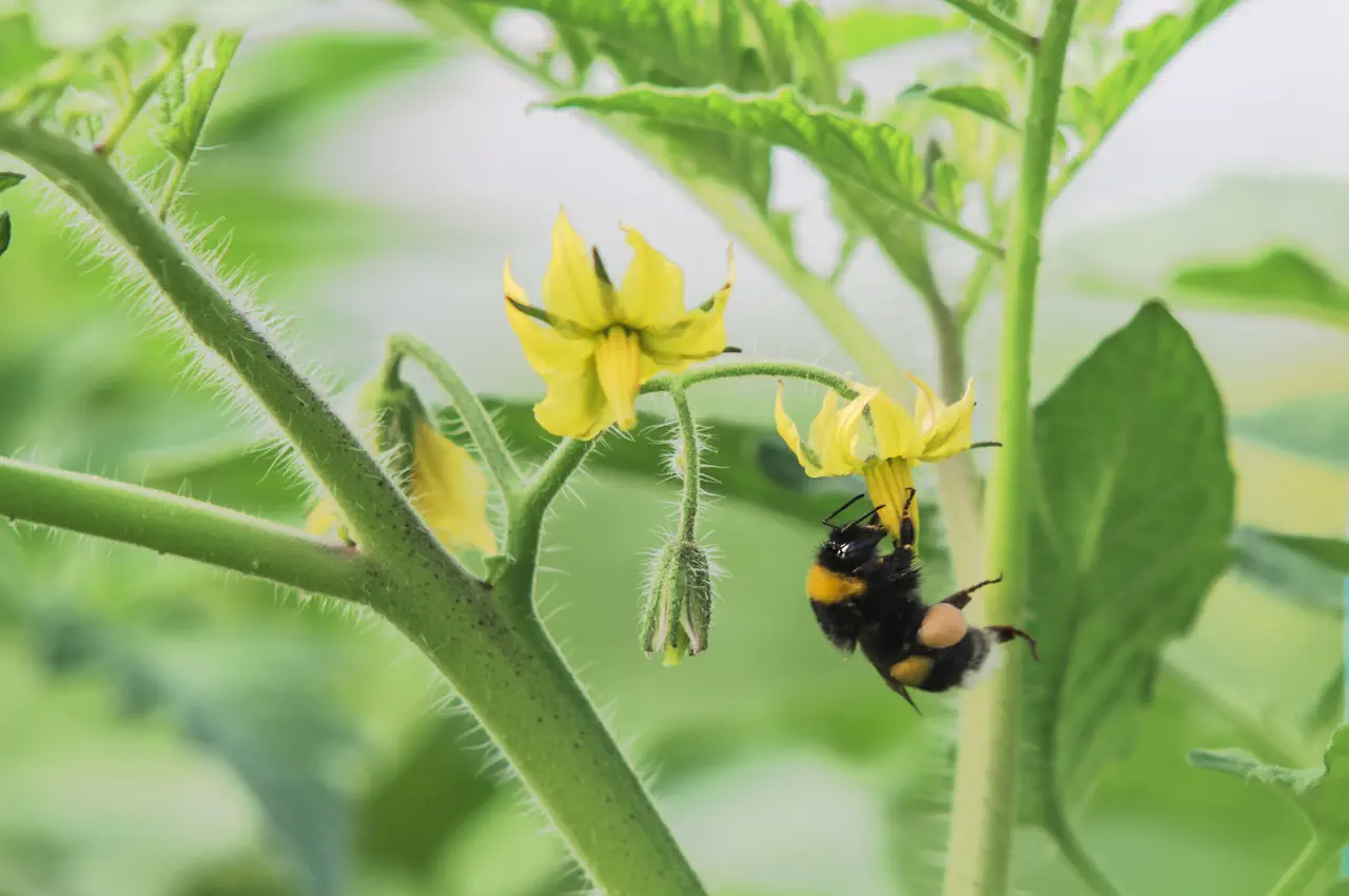 Pollinating Tomatoes in the Greenhouse